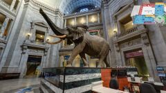 Smithsonian National Museum of Natural History, Waszyngton. Słoń w głównym hallu
