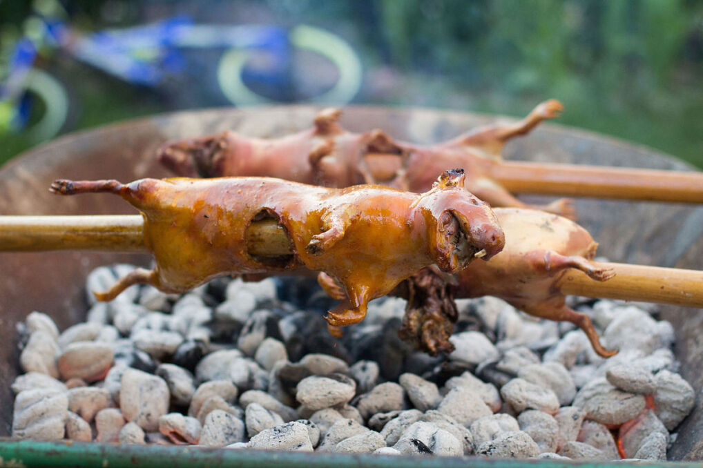 Szaszłyki ze świnki morskiej. Potrawa popularna w krajach andyjskich