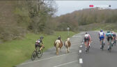 Konie wbiegły na drogę przed pędzącymi kolarzami na 2. etapie Vuelta a Espana