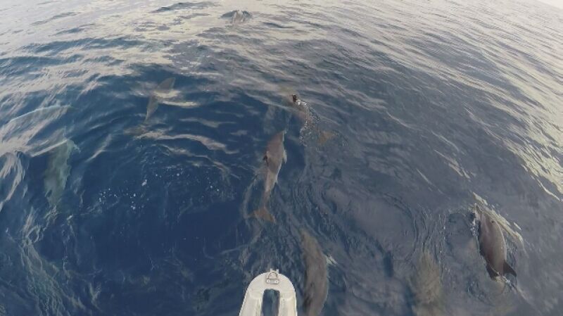 Delfiny sfilmowane przez Joannę Pajkowską podczas rejsu