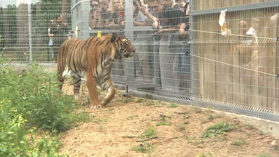 Uratowane tygrysy otrzymały nowy dom. "Szczęście, wzruszenie, ogromna wdzięczność"