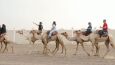 W Dubaju otworzono szkołę nauki jazdy na wielbłądzie