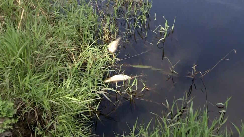 Śnięte ryby pojawiły się też w rzece Ner w centralnej Polsce