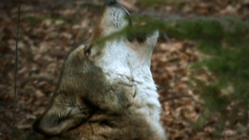 Generalny Dyrektor Ochrony Środowiska wydał zgodę na odstrzał dwóch wilków. "Decyzja niewykonalna"